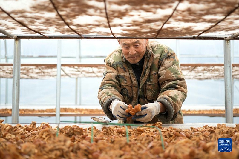 在黑龍江省綏化市明水縣興仁鎮石人村的食用菌種植基地，建檔立卡戶林德山在晾滑子蘑，他在這里打工年收入在1萬元以上(2020年10月11日攝)。