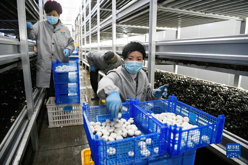 農民在寧夏閩寧鎮雙孢菇栽培示范基地采摘蘑菇(2020年3月18日攝)。新華社記者王鵬攝